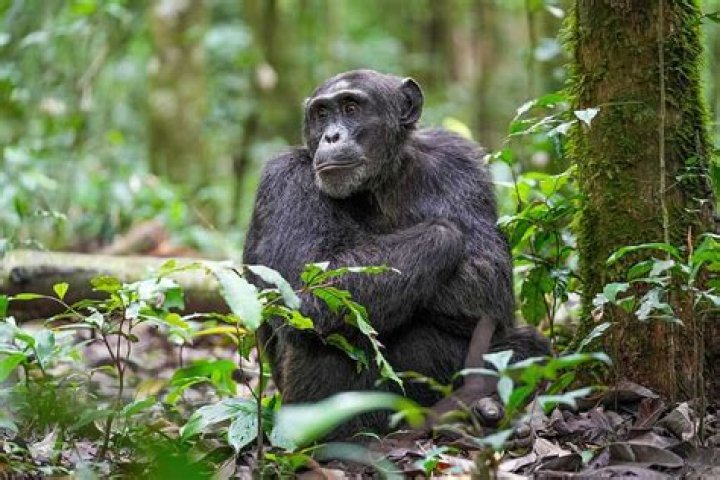 Discover The Hidden World Of Chimpanzees With Florida Zoo Keepers