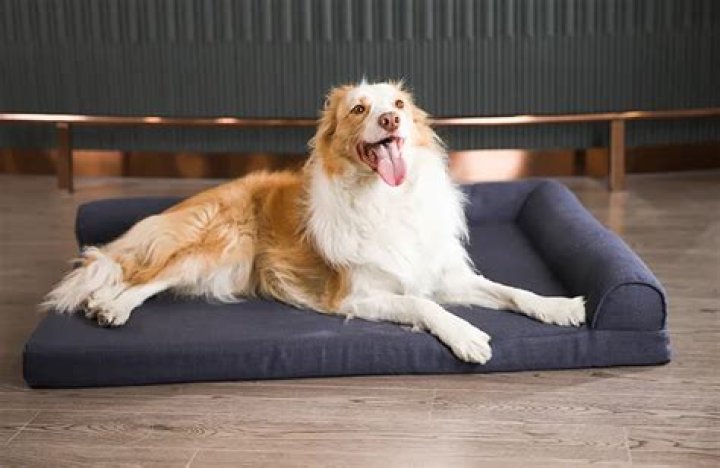 Discover The Secrets To Choosing The Perfect Dog Bed Cooler For Your Rivera-Liam