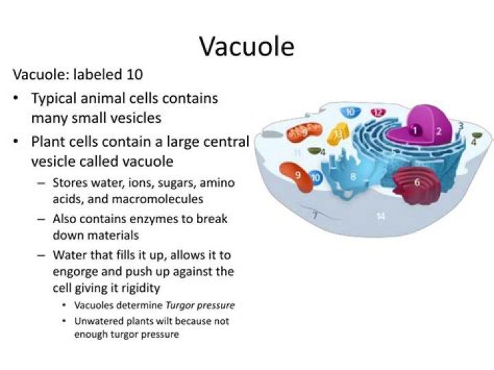 Discoveries And Insights In Central Vacuole Pick Up Lines