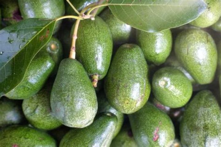 Optimizing Avocado Tree Density For Maximum Yield
