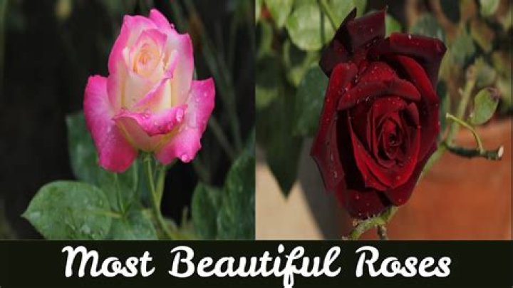 Unveiling The Enchanting World Of "White Rose Selena": Discoveries And Insights