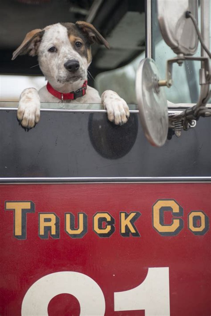 Unveiling The Secrets Of Pouch Chicago Fire: A Journey Of Discovery