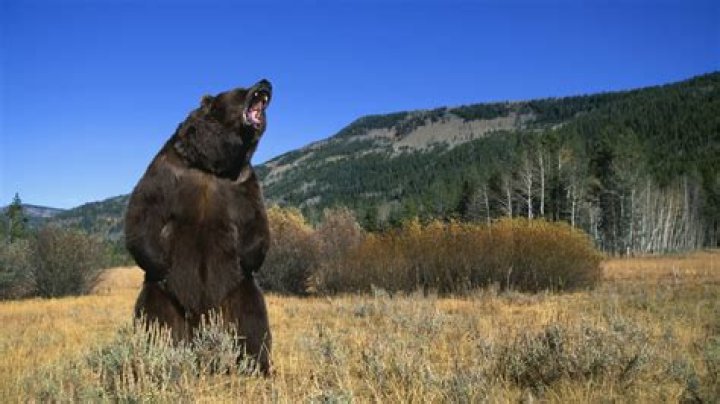 Unveiling The Shocking Truths: Bear Attacks On Women